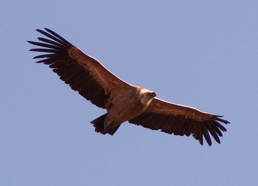 Griffin Vulture from wiki